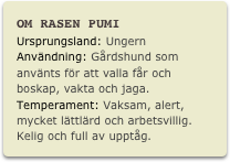 OM RASEN PUMI
Ursprungsland: UngernAnvändning: Gårdshund som använts för att valla får och boskap, vakta och jaga.Temperament: Vaksam, alert, mycket lättlärd och arbetsvillig. Kelig och full av upptåg.
